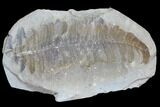 Pecopteris Fern Fossil (Pos/Neg) - Mazon Creek #89931-1